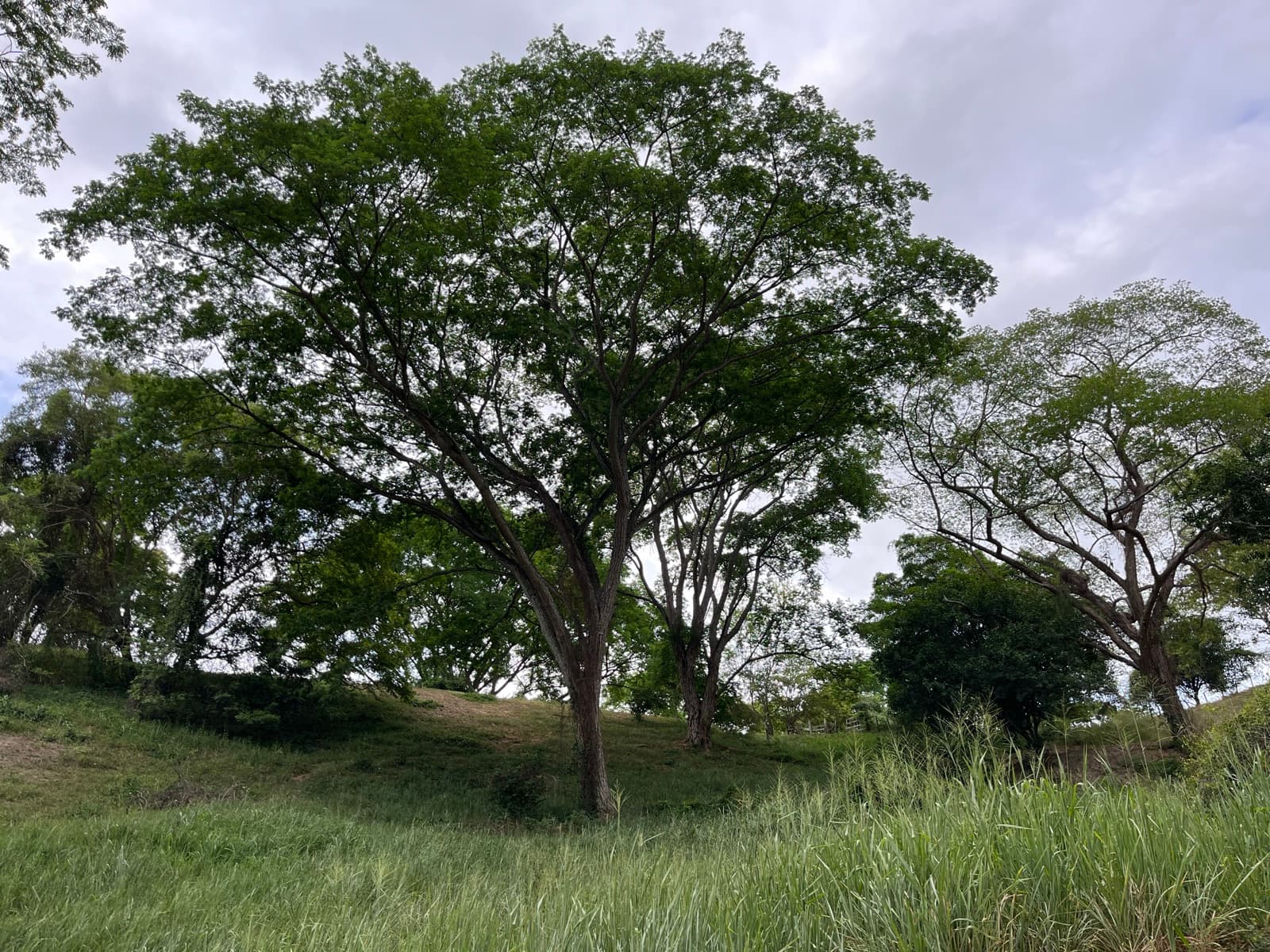 Árbol maduro en una pradera del lote
