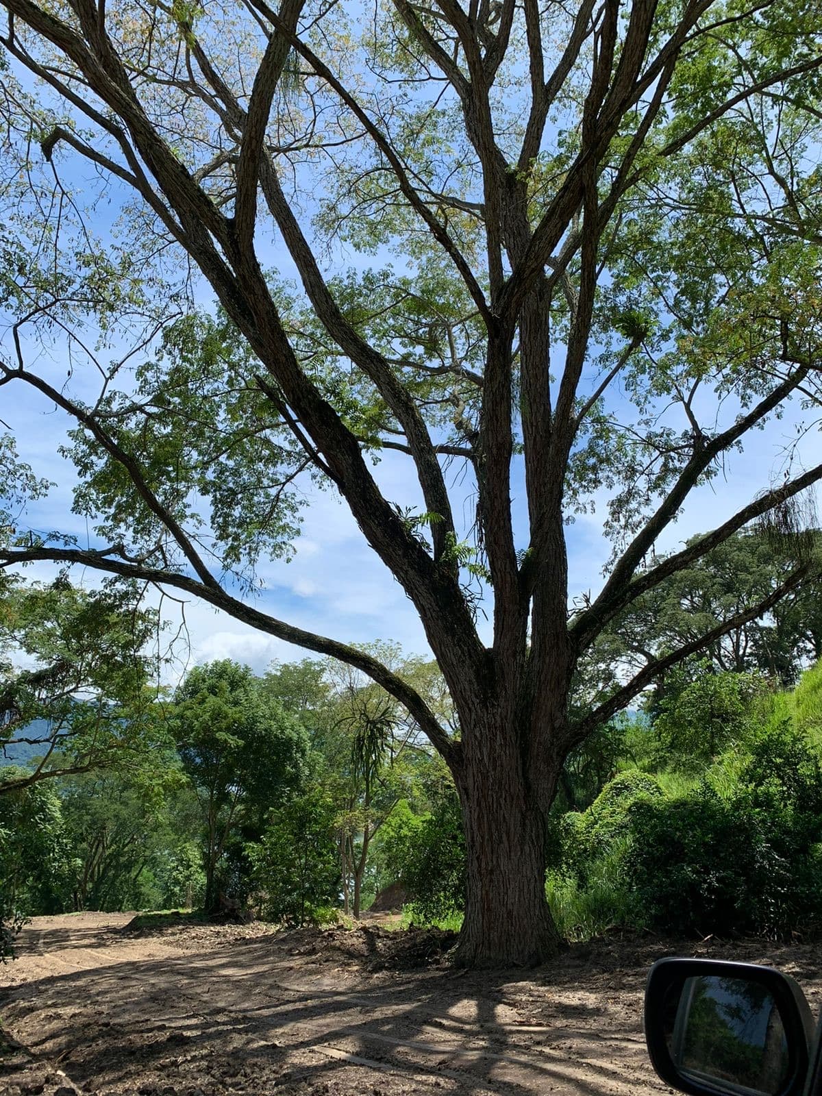 Gran árbol nativo del lote
